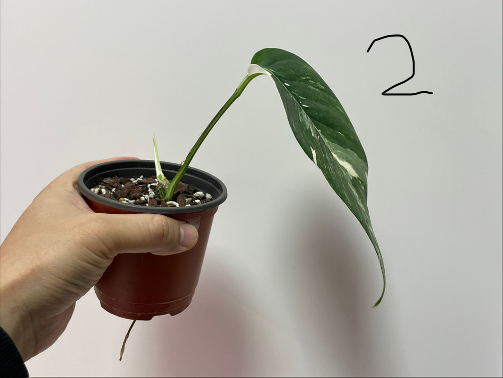 에피프레넘 피나텀 바리에가타 이미지