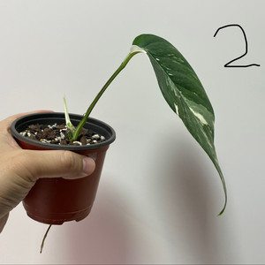 에피프레넘 피나텀 바리에가타 이미지