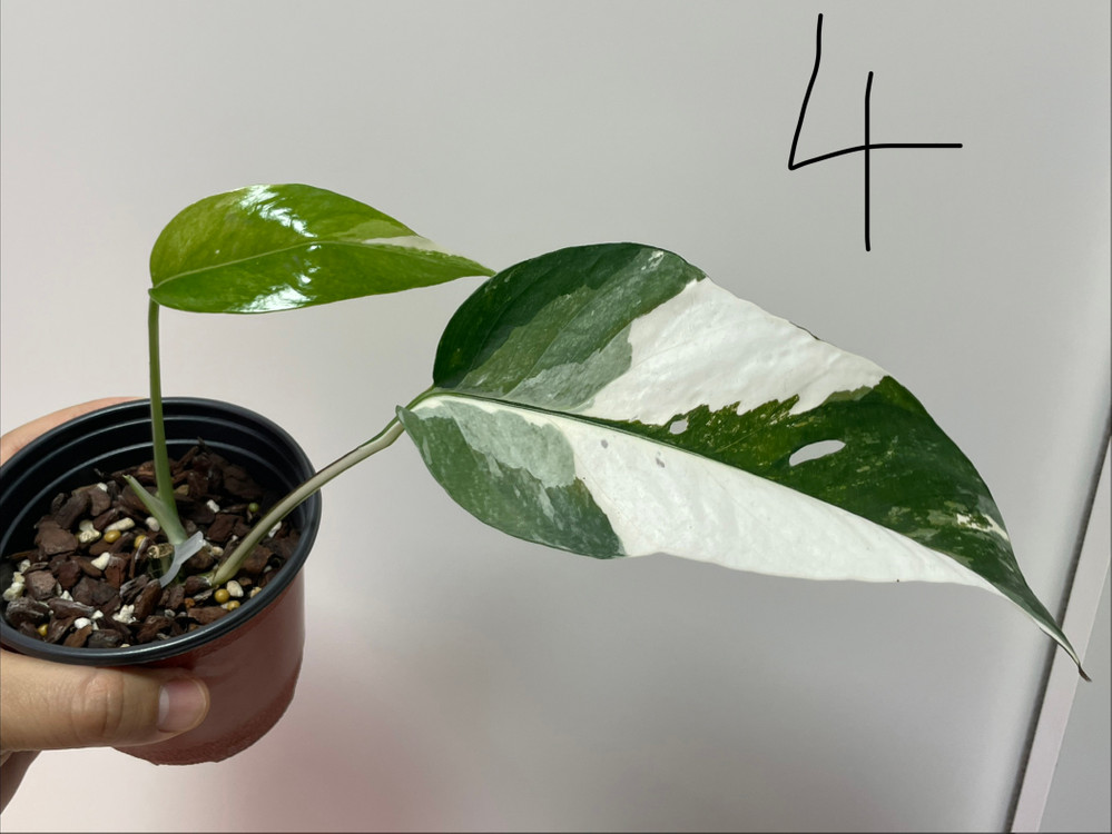 에피프레넘 피나텀 바리에가타 이미지