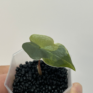 알로카시아 푸세이도 옐로우 바리에가타 이미지