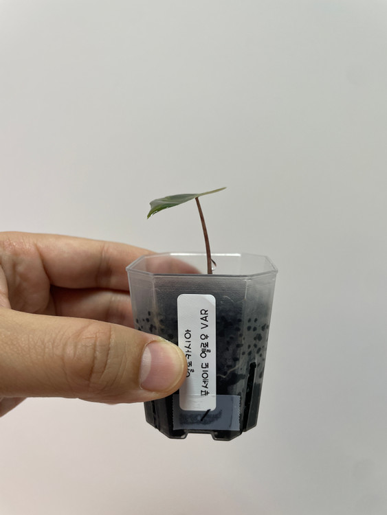 알로카시아 푸세이도 옐로우 바리에가타 이미지