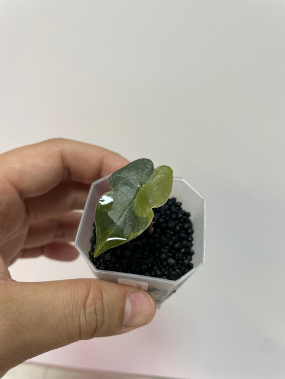 알로카시아 푸세이도 옐로우 바리에가타 이미지