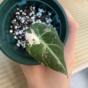 알로카시아 블랙벨벳 바리에가타 이미지