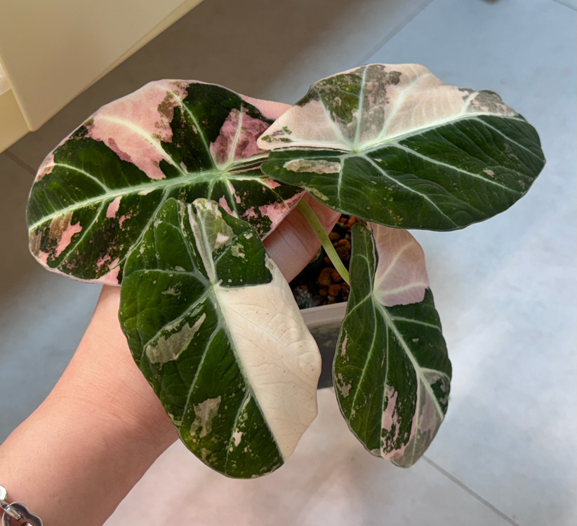 알로카시아 블랙벨벳 바리에가타 이미지