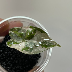 알로카시아 푸세이도 핑크 바리에가타 이미지