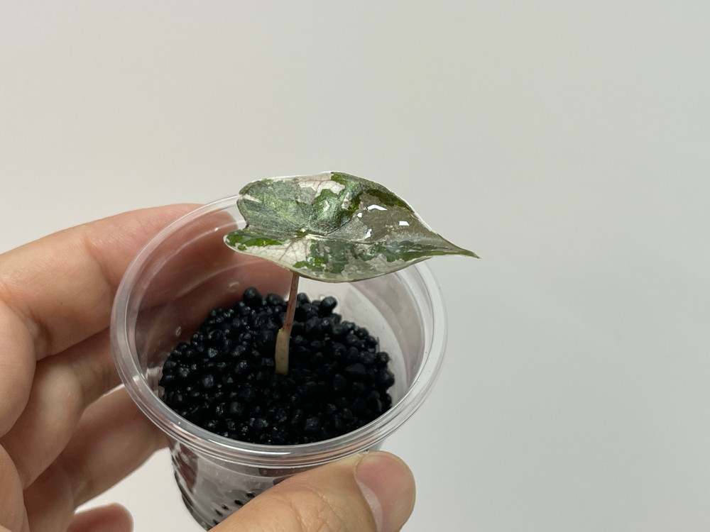 알로카시아 푸세이도 핑크 바리에가타 이미지