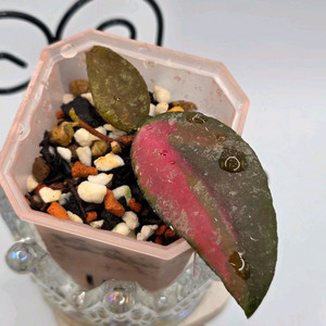 호야 카우다타 바리에가타 (알로x안스x) 이미지