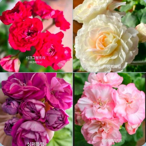 4종 시크그랑프리 마음의비밀 심퍼플펄 심카라멜디저트 우러 제라늄 5.0 이미지
