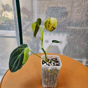 필로덴드론 멜라노크리섬 바리에가타<알로 안스x> 이미지