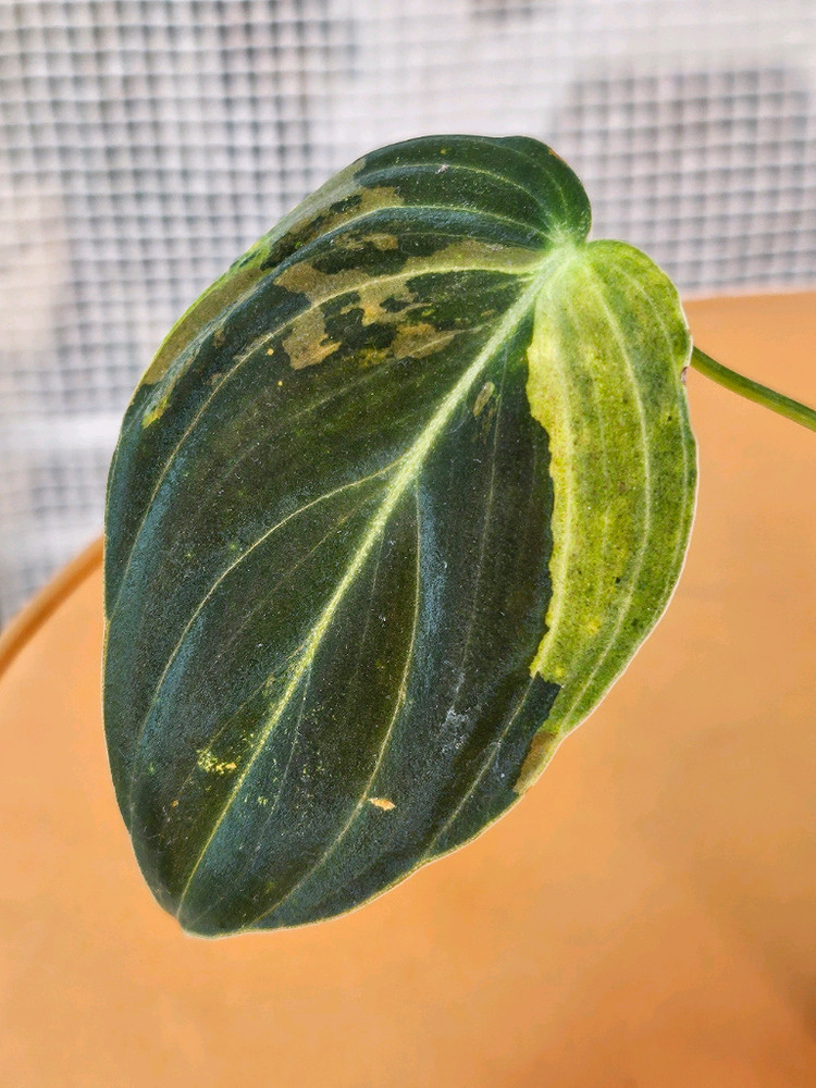 필로덴드론 멜라노크리섬 바리에가타<알로 안스x> 이미지