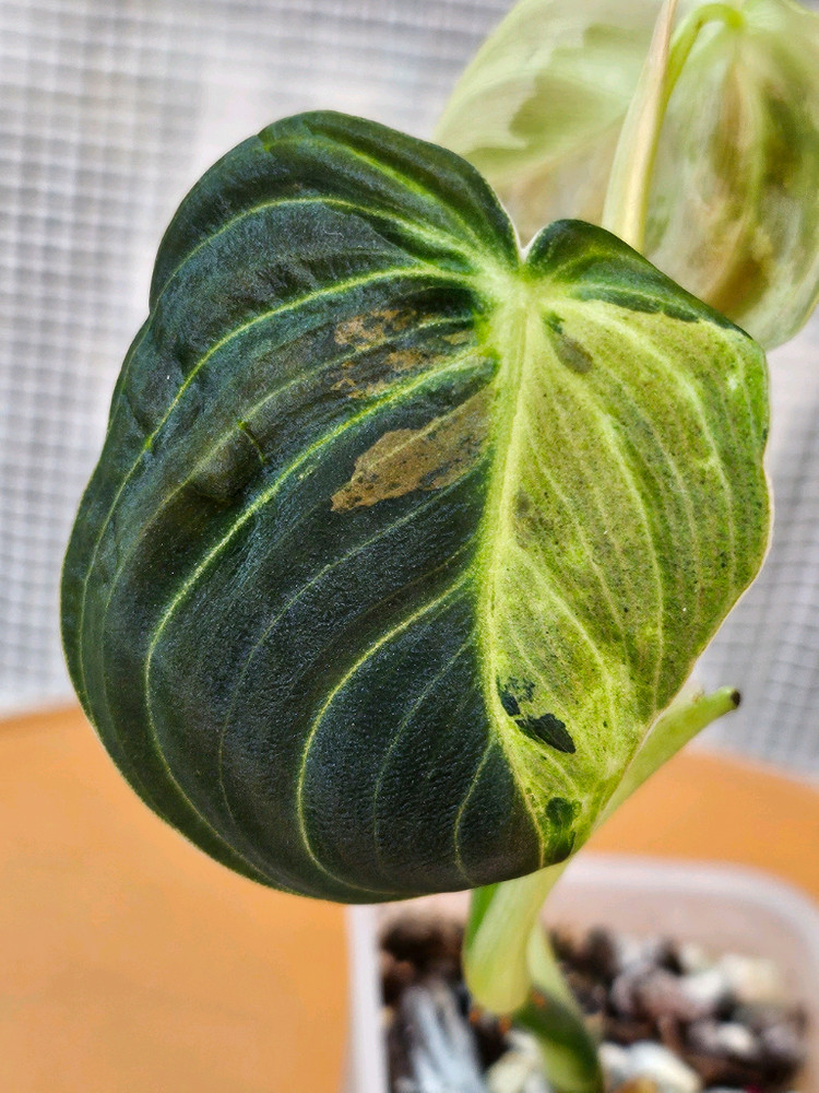 필로덴드론 멜라노크리섬 바리에가타<알로 안스x> 이미지