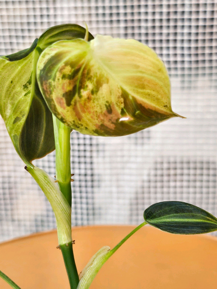 필로덴드론 멜라노크리섬 바리에가타<알로 안스x> 이미지