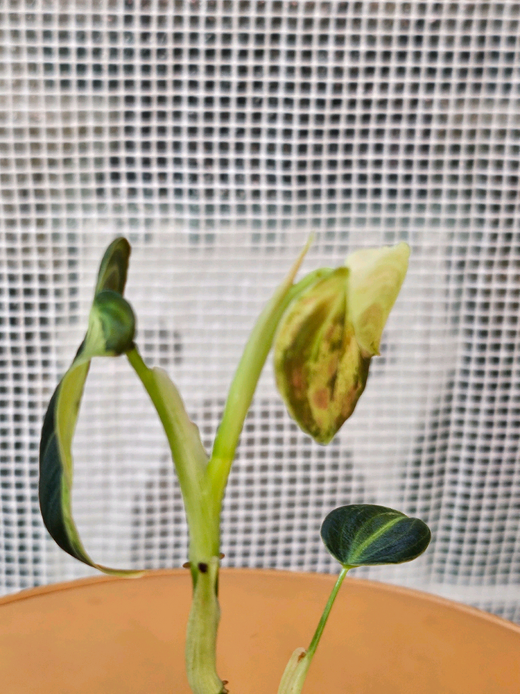 필로덴드론 멜라노크리섬 바리에가타<알로 안스x> 이미지