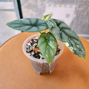 알로카시아 실버드래곤 알보 바리에가타<안스 호야x> 이미지