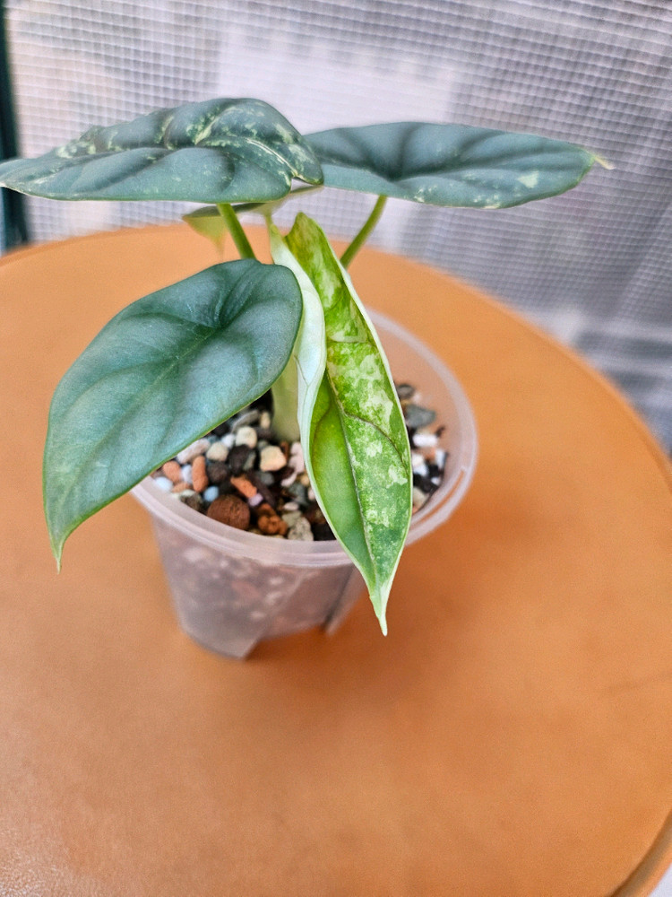 알로카시아 실버드래곤 알보 바리에가타<안스 호야x> 이미지