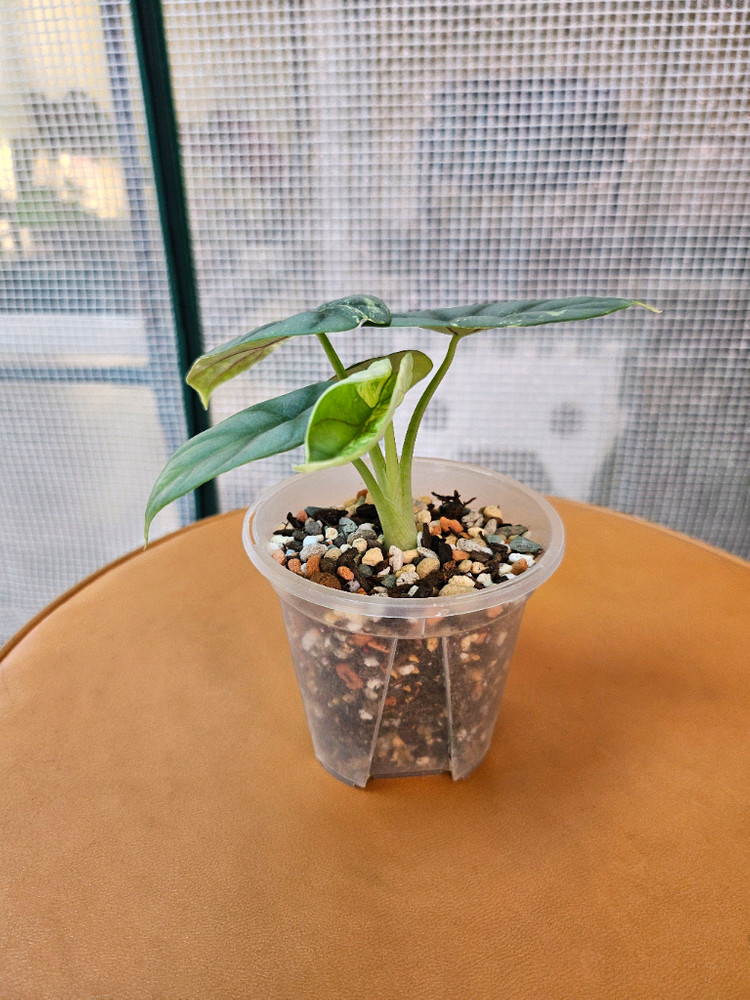 알로카시아 실버드래곤 알보 바리에가타<안스 호야x> 이미지