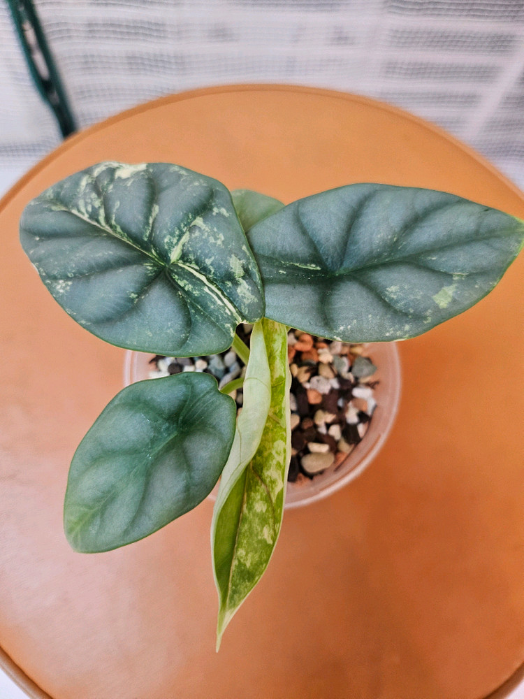 알로카시아 실버드래곤 알보 바리에가타<안스 호야x> 이미지