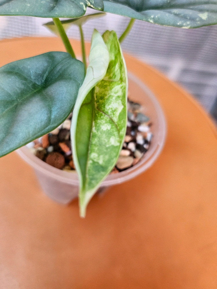 알로카시아 실버드래곤 알보 바리에가타<안스 호야x> 이미지