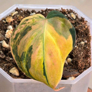 필로덴드론 미칸 핑크 바리에가타 이미지