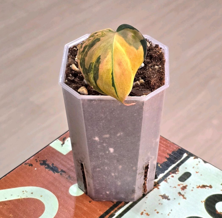 필로덴드론 미칸 핑크 바리에가타 이미지