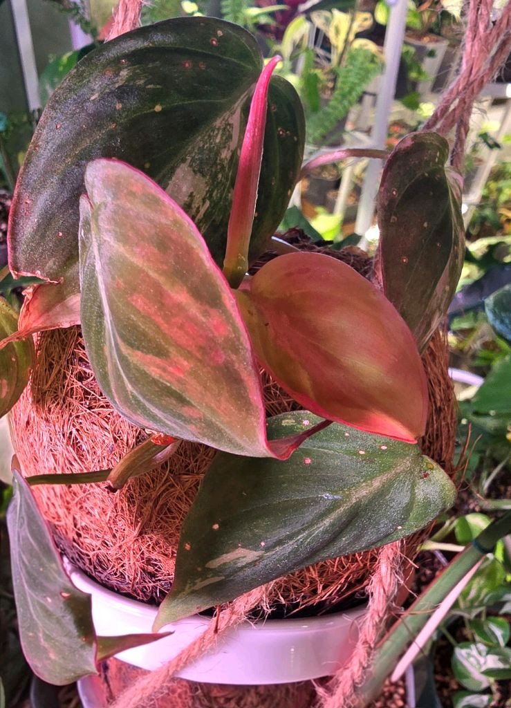 필로덴드론 미칸 핑크 바리에가타 이미지