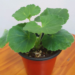 중국제라늄 에릭사쿠라 수플레 꽃대있음 이미지