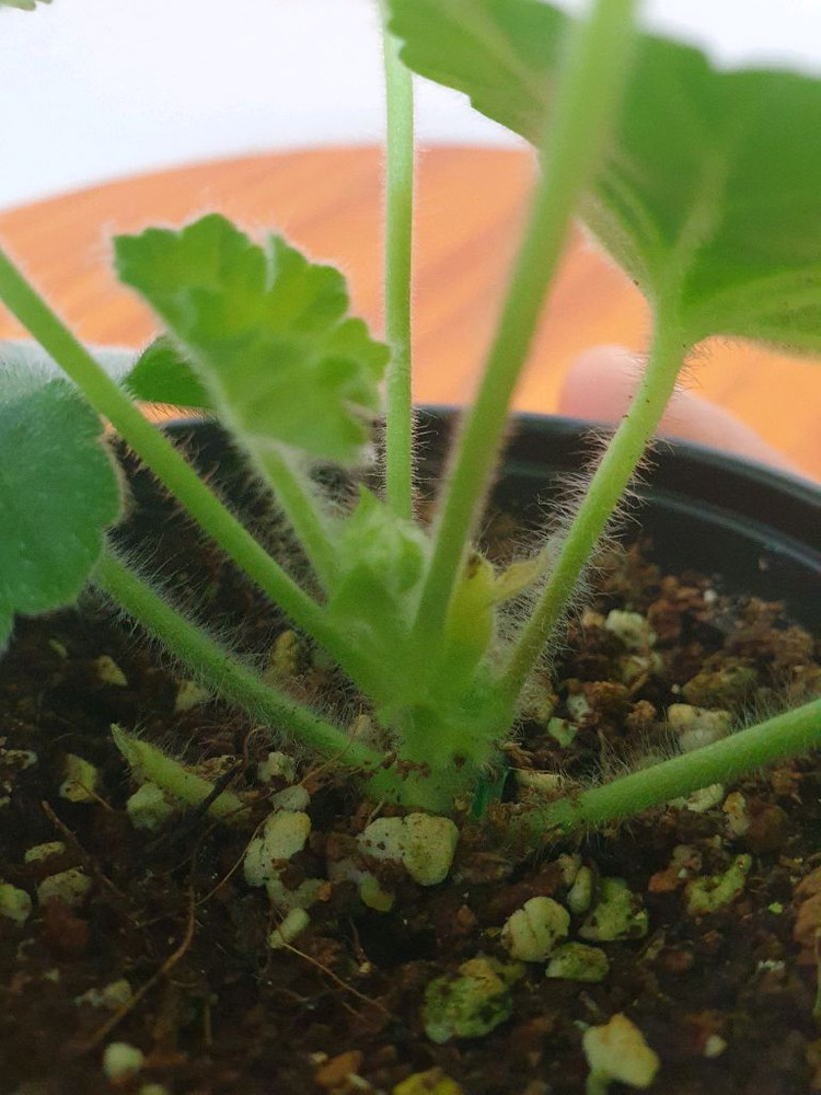 중국제라늄 에릭사쿠라 수플레 꽃대있음 이미지