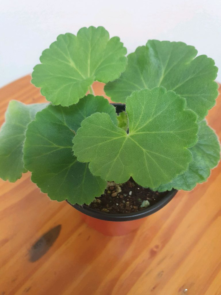 중국제라늄 에릭사쿠라 수플레 꽃대있음 이미지