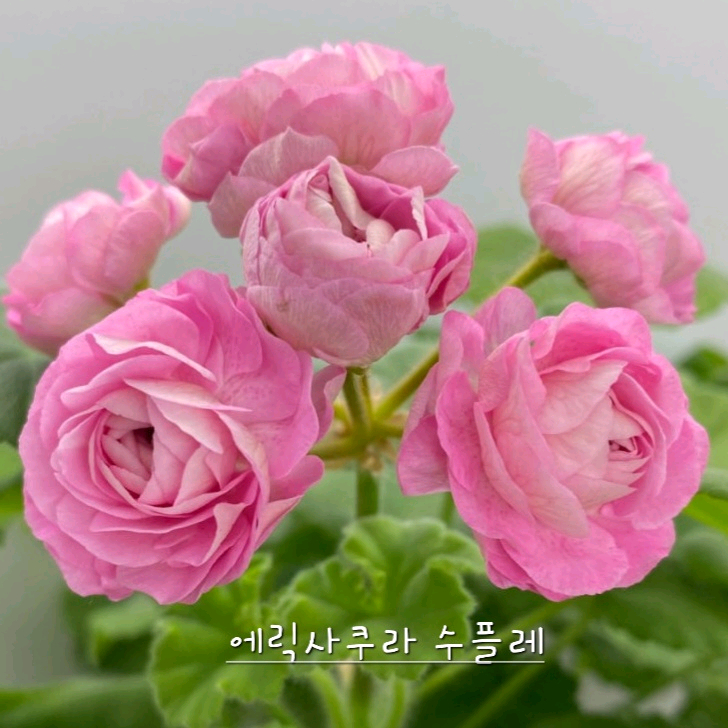 중국제라늄 에릭사쿠라 수플레 꽃대있음 이미지