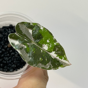 알로카시아 푸세이도 산데리아나 핑크 바리에가타 이미지