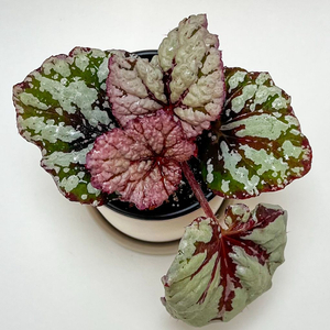 베고니아 DS-스노우맨 이미지