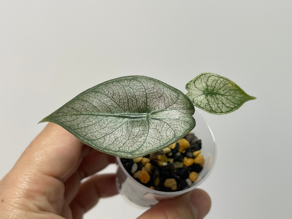 알로카시아 핑크드래곤 실버 바리에가타 이미지