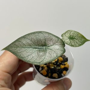 알로카시아 핑크드래곤 실버 바리에가타 이미지