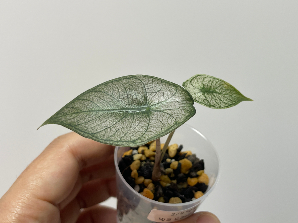 알로카시아 핑크드래곤 실버 바리에가타 이미지