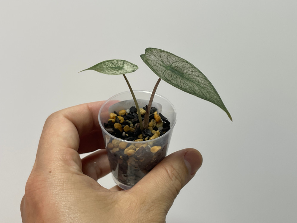 알로카시아 핑크드래곤 실버 바리에가타 이미지