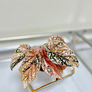 베고니아 스노우캡 핑크 바리에가타 07 이미지