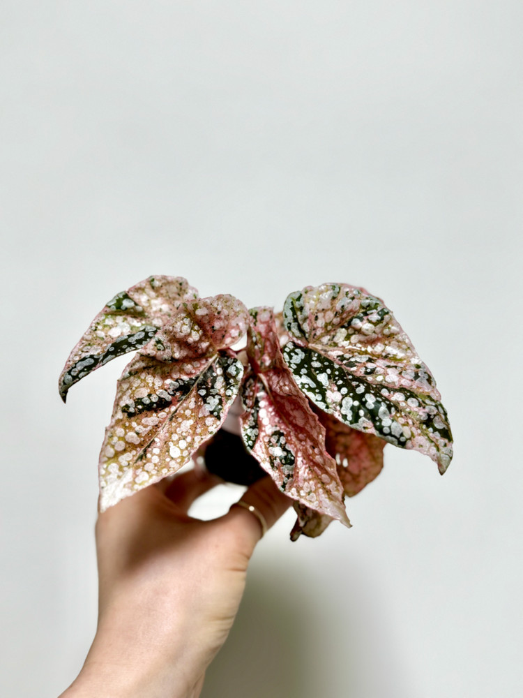 베고니아 스노우캡 핑크 바리에가타 07 이미지