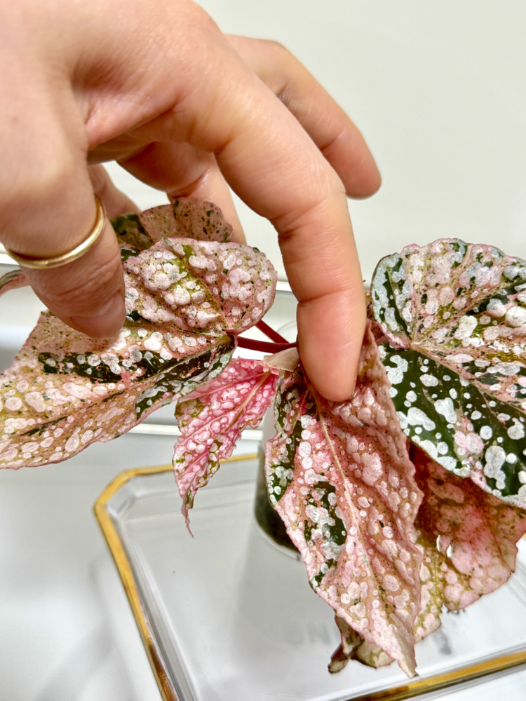 베고니아 스노우캡 핑크 바리에가타 07 이미지