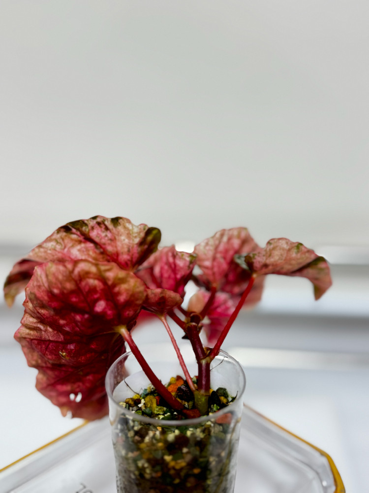 베고니아 스노우캡 핑크 바리에가타 07 이미지