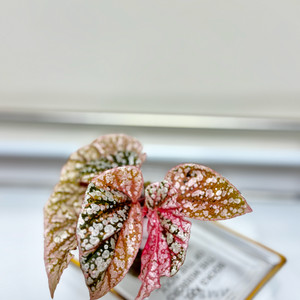 베고니아 스노우캡 핑크 바리에가타 06 이미지