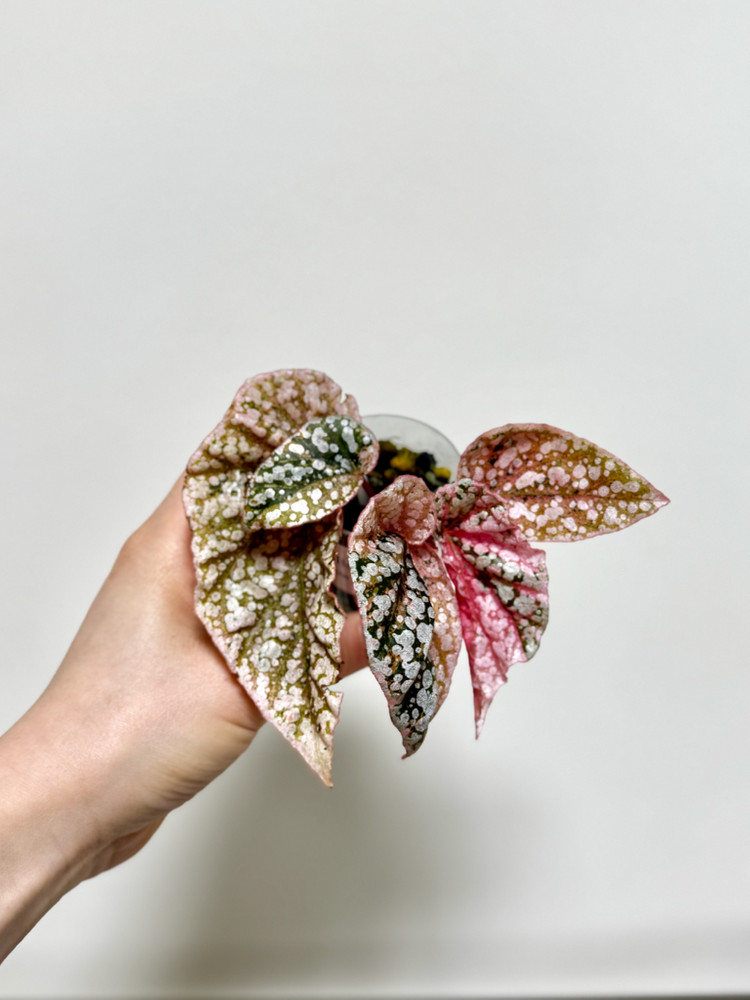 베고니아 스노우캡 핑크 바리에가타 06 이미지