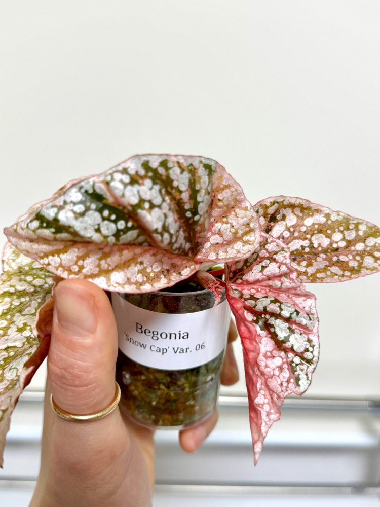 베고니아 스노우캡 핑크 바리에가타 06 이미지