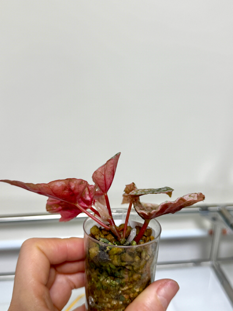 베고니아 스노우캡 핑크 바리에가타 06 이미지