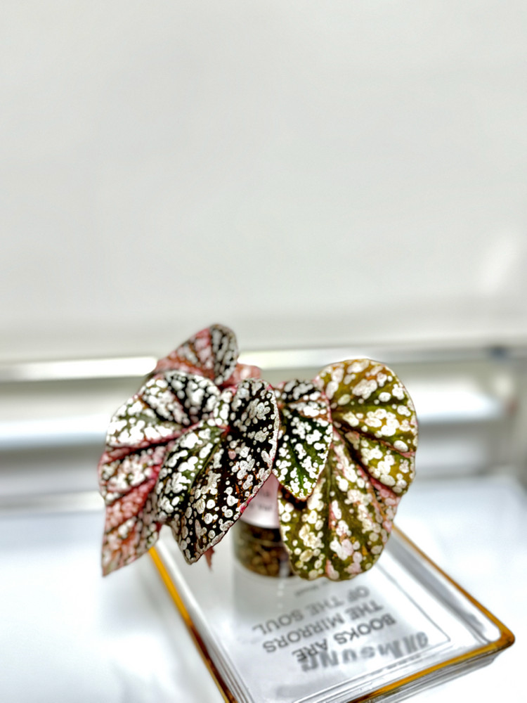 베고니아 스노우캡 핑크 바리에가타05 이미지