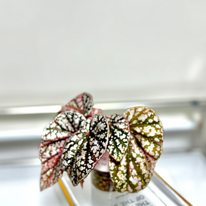 베고니아 스노우캡 핑크 바리에가타05 이미지