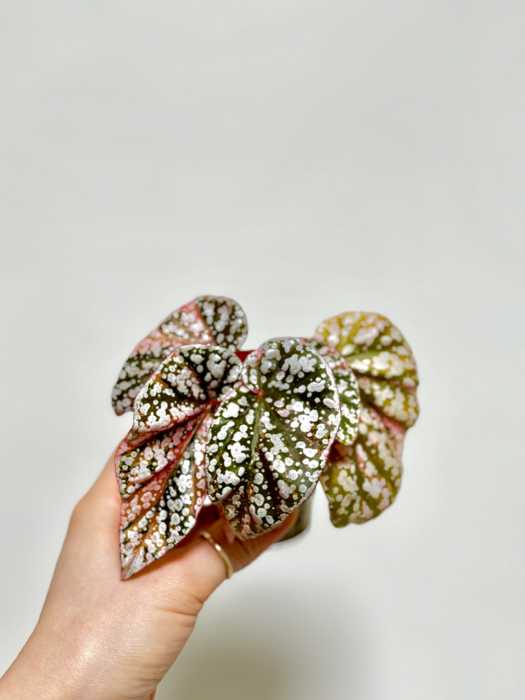 베고니아 스노우캡 핑크 바리에가타05 이미지