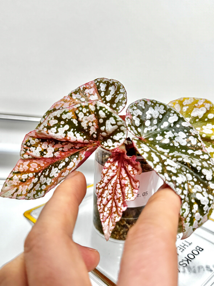 베고니아 스노우캡 핑크 바리에가타05 이미지