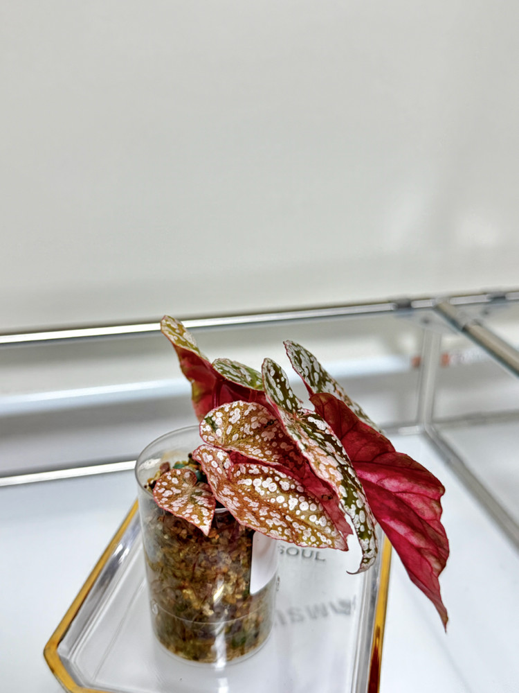 베고니아 스노우캡 핑크 바리에가타05 이미지