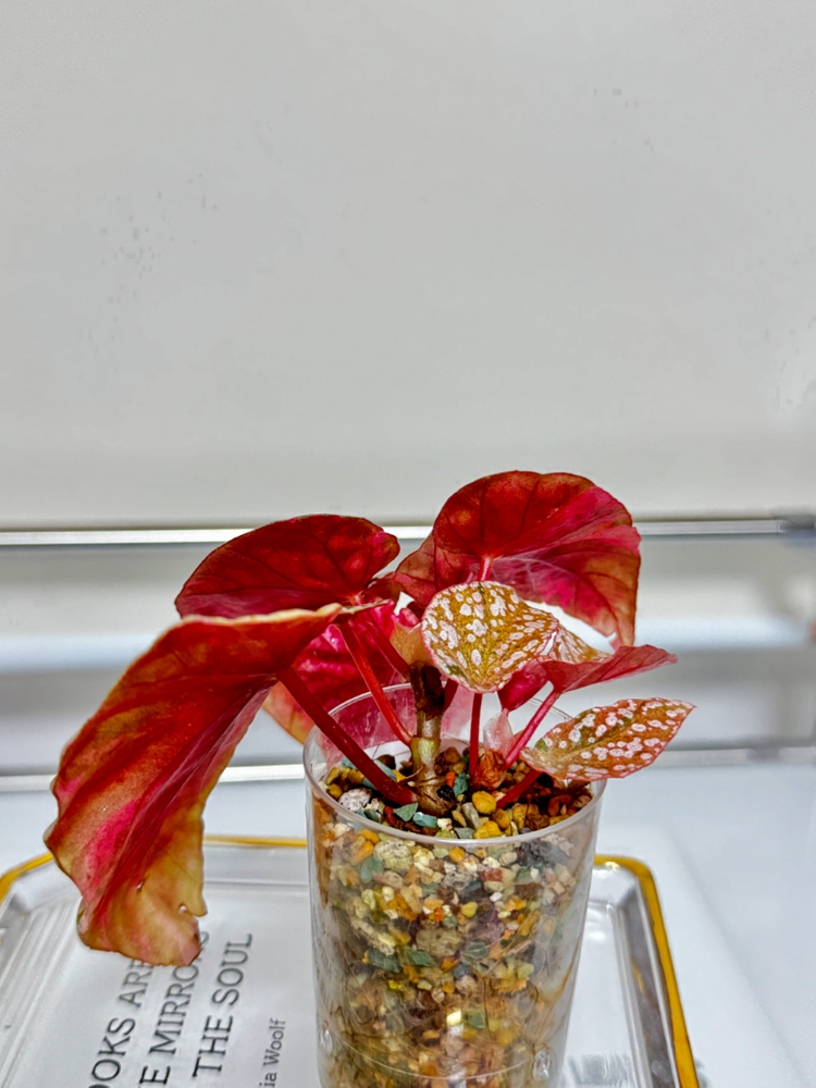 베고니아 스노우캡 핑크 바리에가타05 이미지