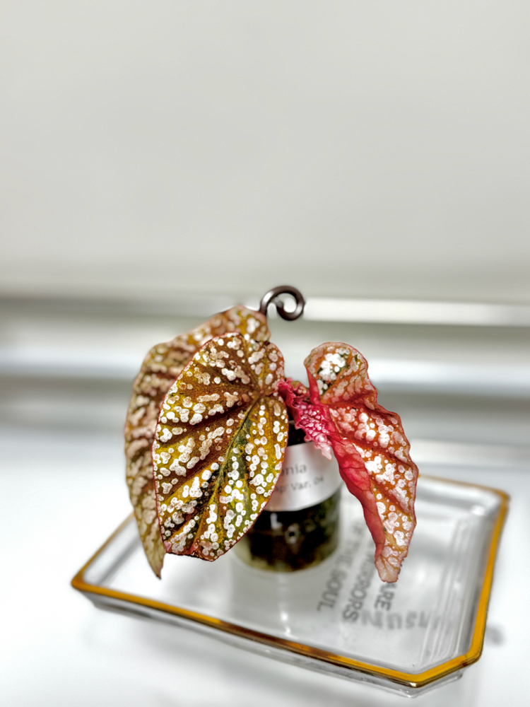 베고니아 스노우캡 핑크 바리에가타04 이미지